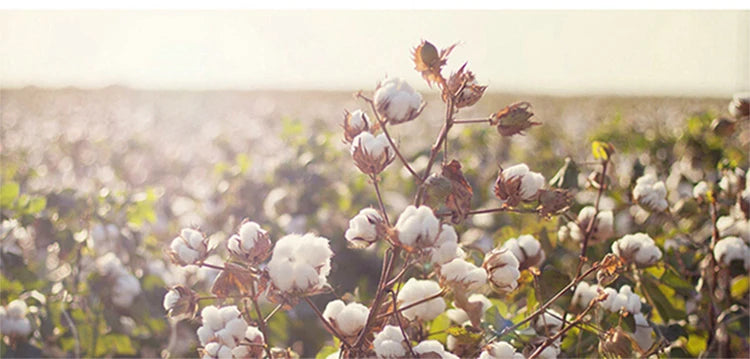 20Pcs=10Pairs High Quality Men Socks Cotton Breathable Sweat-Absorbent Middle Tuble Black Socks Deodorant Business Men Gift Sock